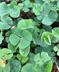 Image result for Marsilea macrocarpa