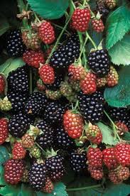 Plant Low Maintenance Blackberries Mother Earth News Blackberry Plants Fruit Garden Edible Garden