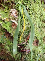 Image result for Ophioglossaceae