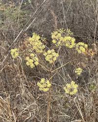Image result for Thunbergia kirkiana