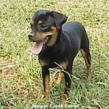 Lived in myrtle beach sc. Puppyfind Carlin Pinscher Puppies For Sale