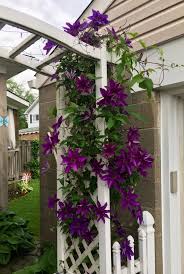 Clematis rooguchi potted plant, nice starter plant, nice addition to your garden, simply gourgeous flowering perrenial. My Clematis Is Popping Gardening
