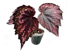Image result for Begonia nyassensis