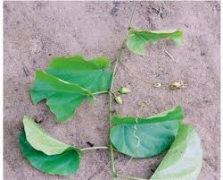 Image result for Eremospatha haullevilleana