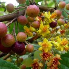 Image result for Grewia