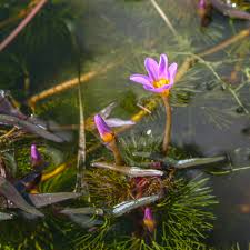 Image result for Cabombaceae