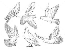 Black And White Pigeon Drawing Illustrations Set Of Pigeons How To Draw Hands Dove Drawing Pigeon Tattoo