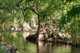 El bosque de galería es un... - Comisión Nacional Forestal | Facebook
