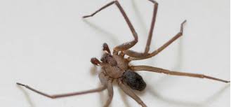 How Do You Kill Brown Recluse Spiders Pests In The Home