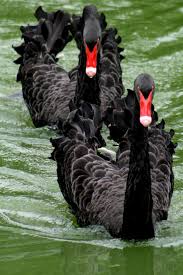 Black Swan Pair Pet Birds Beautiful Birds Bird Pictures