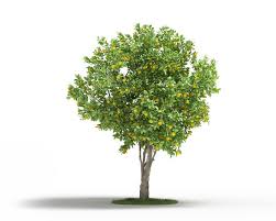 Pin On 3d Plant