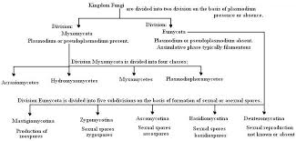 fungi structure and reproduction