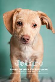 Maybe you would like to learn more about one of these? Pin On Shelter Rescue Photography