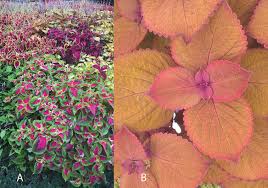 Image result for Coleus cylindraceus