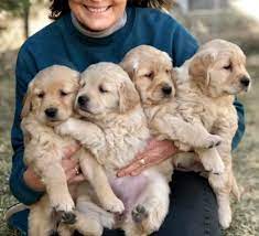 The golden retriever breed is so loving and smart. Goldpuppies Home Facebook