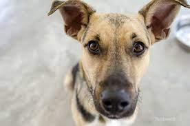 Aug 26, 2018 · here are some of the most common signs that your dog may be deaf. What You Need To Know About Deaf Dogs