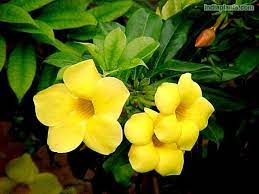 Indiaplants Com Plant Details