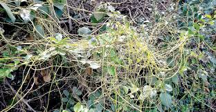 Image result for Cuscuta kilimanjari
