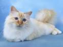 National Birman Fancier