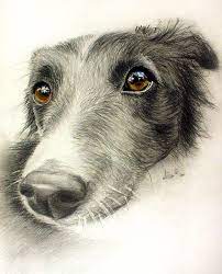 graphite pencil drawing with a dog mouton dessin peintures de chien portraits chiens coloriage squelette poisson