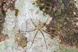 Image result for Linderniella trichotoma