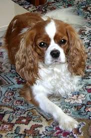 Pictures Of Cavalier King Charles Spaniel Dog Breed Cavalier King Spaniel Cavalier King Charles Spaniel Cavalier King Charles Dog