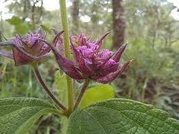 Image result for Lantana ukambensis