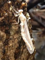 Black And Yellow Dragonfly With Green Eyes Albino Dragonfly Albino Animals Albino Albinism