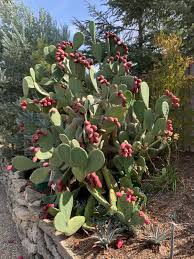 Image result for Opuntia