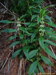 Image result for Enicostema