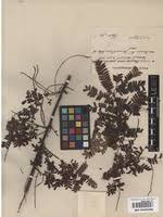 Image result for Macphersonia