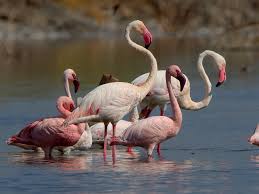 Four flamingo species are distributed throughout the americas, including the caribbean, and two species are native to africa, asia, and europe. Greater Flamingo Ebird