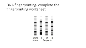 Dna fingerprinting is also used to establish paternity. How Is Dna Evidence Used In Crime Investigations Ppt Download