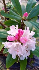Christmas Cheer Rhododendron At Sonomahort 3970 Azalea Lane Sebastopol Http Www Sonomahort Com Rhododendron Azaleas Christmas Cheer
