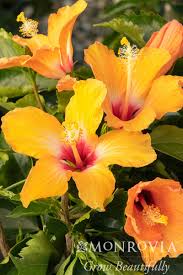 Image result for Hibiscus torrei