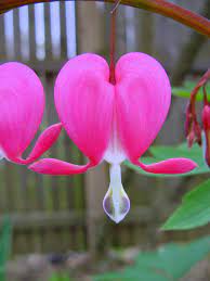 They invite us to think positively and to be in our emotions. Bleeding Hearts Plant Care And Collection Of Varieties Garden Org
