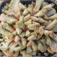 Image result for Xerophyta schlechteri