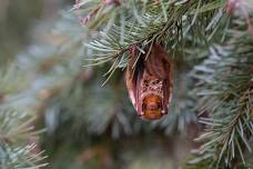 Bat Night for Families