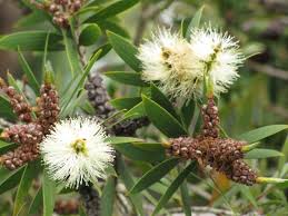 Image result for Melaleuca quinquenervia