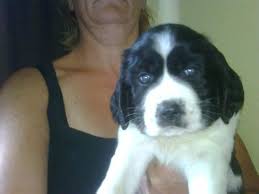 It is an affectionate, excitable breed with an average lifespan of twelve to lake michigan: Akc English Springer Spaniel Puppies For Sale In Jackson Michigan Classified Americanlisted Com