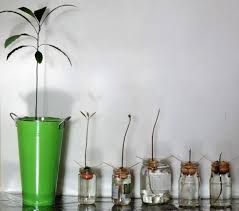 See full list on wikihow.com How To Grow An Avocado Tree From Seed With Pictures Smart Garden Guide