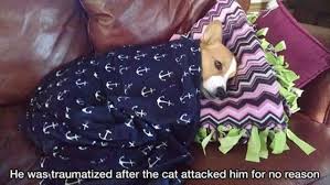 Funny Animal Pictures Of The Day 23 Pics Daily Lol Pics Cute Animals Funny Animal Pictures Funny Animals