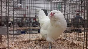 10 females to 1 males: Types Of Chickens Ameraucana Breed