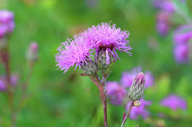 Image result for Cyperus laevigatus