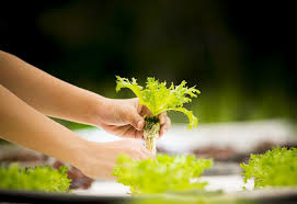 Berkebun sayur organik di pekarangan rumah dengan menggunakan botol plastik bekas bukan merupakan hal baru. Hemat Saat Dirumahaja Dengan Membuat Kebun Sayur Sendiri