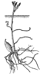 Image result for Thesium goetzeanum