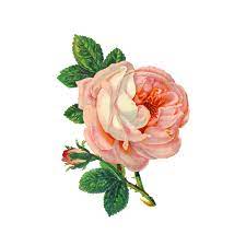 Free Download High Quality Pink Rose Png Image Clipart Transparent Background It Cannot Be Used Only In Birthd Flower Drawing Pink Rose Png Flower Illustration
