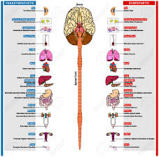 The Autonomic Nervous System Subdivided Into Sympathetic And
