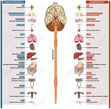 The Autonomic Nervous System Subdivided Into Sympathetic And