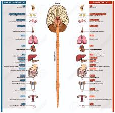 The Autonomic Nervous System Subdivided Into Sympathetic And